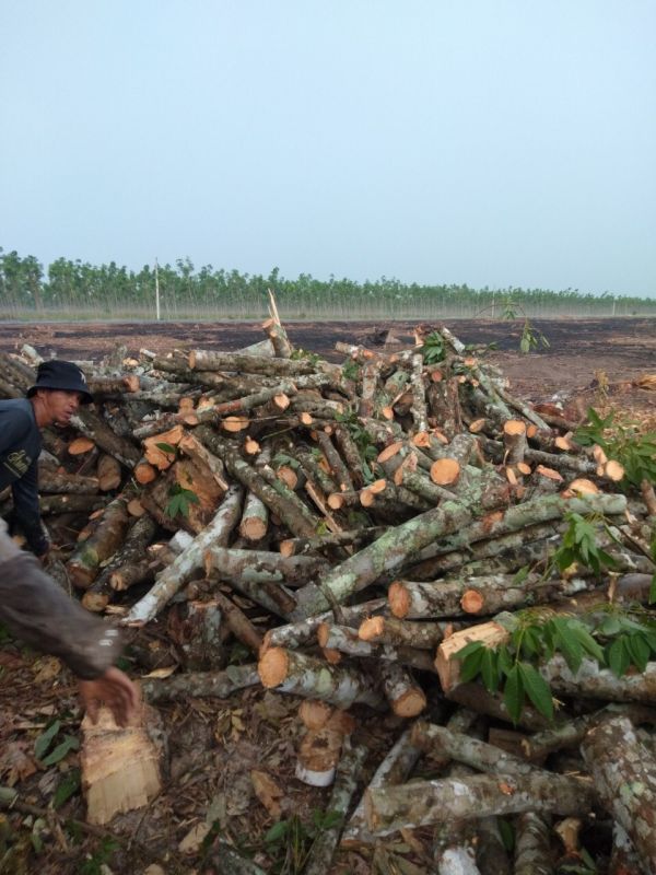 Củi cao su